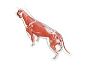 Dog musculature, illustration