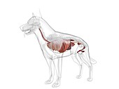 Dog anatomy, illustration