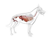 Dog anatomy, illustration