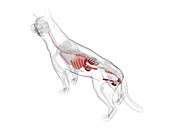 Dog anatomy, illustration