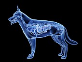 Dog pancreas, illustration