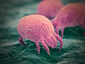 Dust mites, illustration