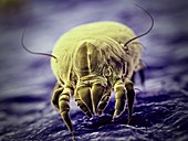 Dust mite, illustration