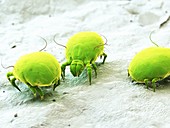 Dust mites, illustration