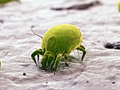 Dust mite, illustration