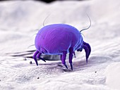 Dust mite, illustration