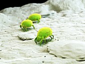 Dust mites, illustration