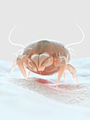 Dust mite, illustration