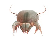 Dust mite, illustration