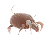 Dust mite, illustration