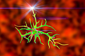 Astrocyte nerve cells, illustration