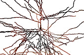 Pyramidal neuron, illustration