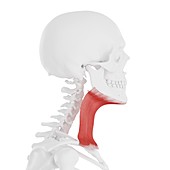 Platysma muscle, illustration