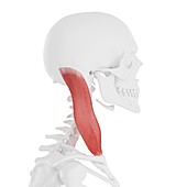 Sternocleidomastoid muscle, illustration