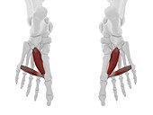 Adductor hallucis muscle, illustration