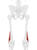 Short biceps femoris muscle, illustration