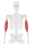 Biceps brachii muscle, illustration