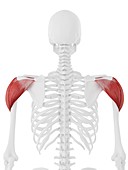 Deltoid muscle, illustration