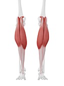 Gastrocnemius muscle, illustration