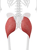 Gluteus maximus muscle, illustration