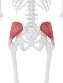 Gluteus medius muscle, illustration