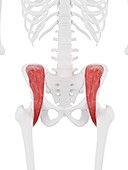 Iliacus muscle, illustration