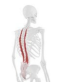 Longissimus thoracis muscle, illustration