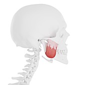 Masseter superior muscle, illustration