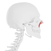 Nasalis transverse muscle, illustration