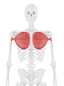 Pectoralis major muscle, illustration