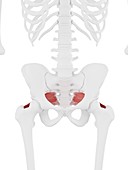 Piriformis muscle, illustration