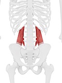 Quadratus lumborum muscle, illustration