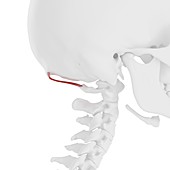 Rectus capitis posterior minor muscle, illustration
