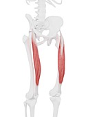 Rectus femoris muscle, illustration