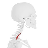 Scalene posterior muscle, illustration