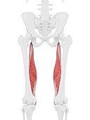 Semimembranosus muscle, illustration