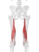 Semimembranosus muscle, illustration