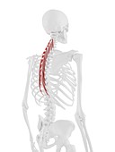 Semispinalis thoracis muscle, illustration