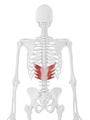 Serratus posterior inferior muscle, illustration