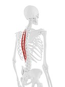 Spinalis thoracis muscle, illustration