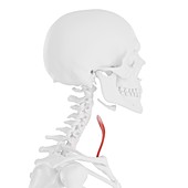 Sternothyroid muscle, illustration