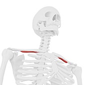 Subclavian muscle, illustration