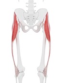 Tensor fascia lata muscle, illustration