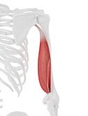Triceps long head muscle, illustration