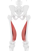 Vastus medialis muscle, illustration