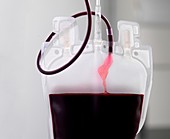 Donor blood processing