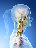 Female neck anatomy, illustration