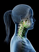 Lymphatic system of the head and neck, illustration