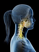 Nervous system of the neck, illustration