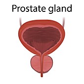 Healthy prostate gland, illustration